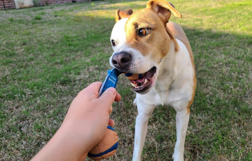 Jack Russell Terrier playing tug-of-war with a ball
