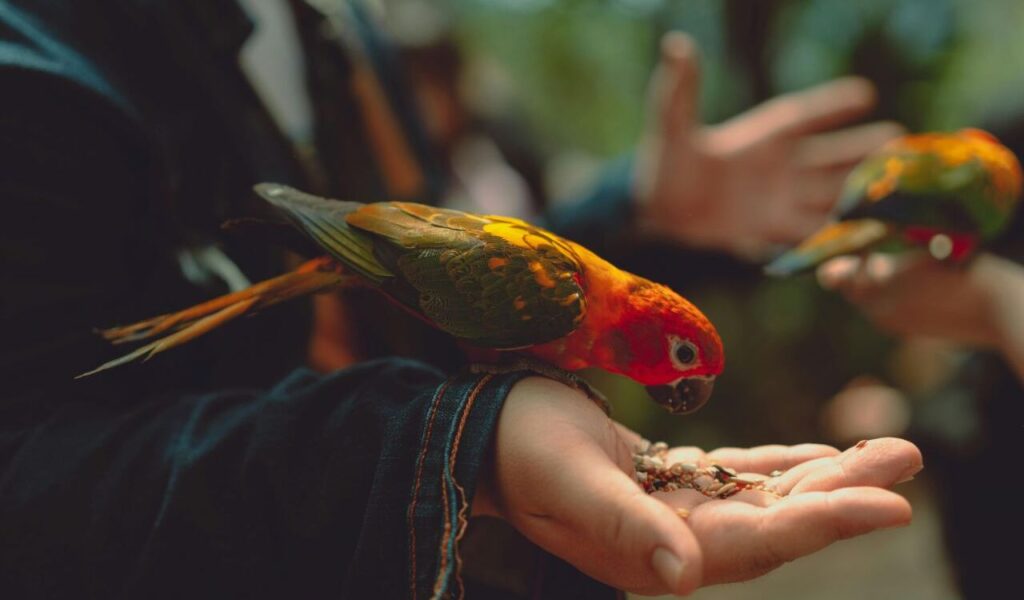 Lorikeet perched on a hand eating seeds.