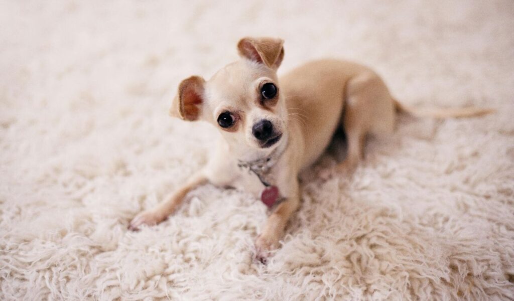 Chihuahua lying on a soft rug, looking curious.