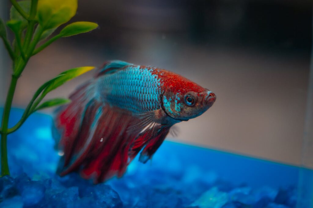 Betta Fish in Aquarium