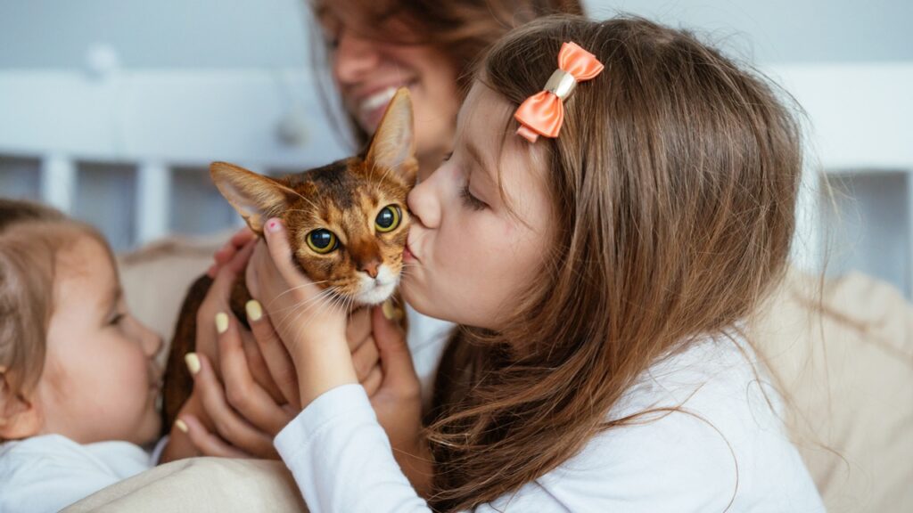 Abyssinian cat with kids