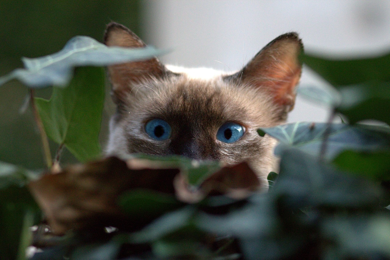 Burmese cat