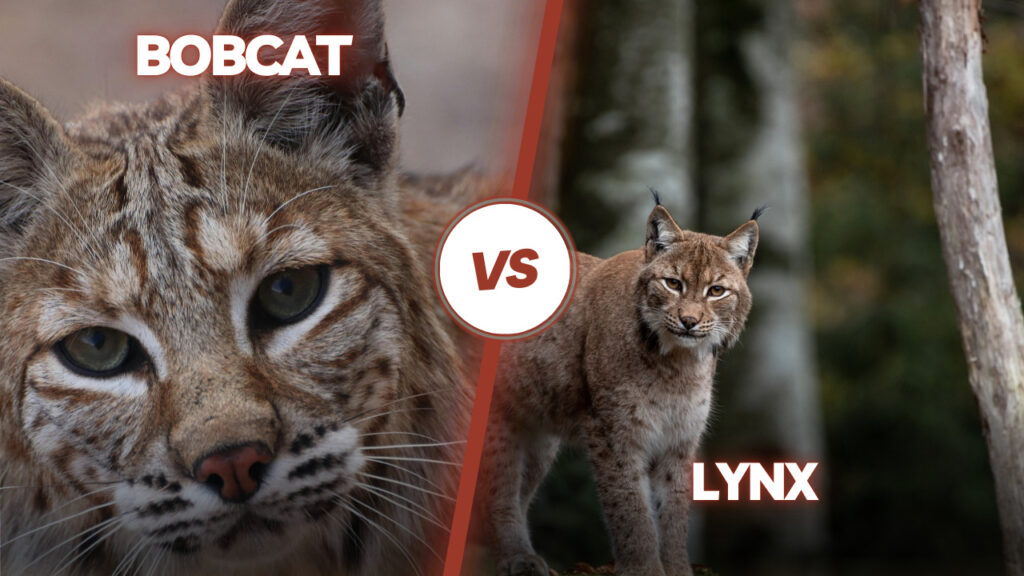 Bobcat vs. Lynx