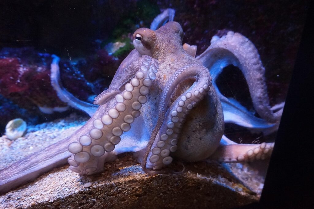 A curious octopus