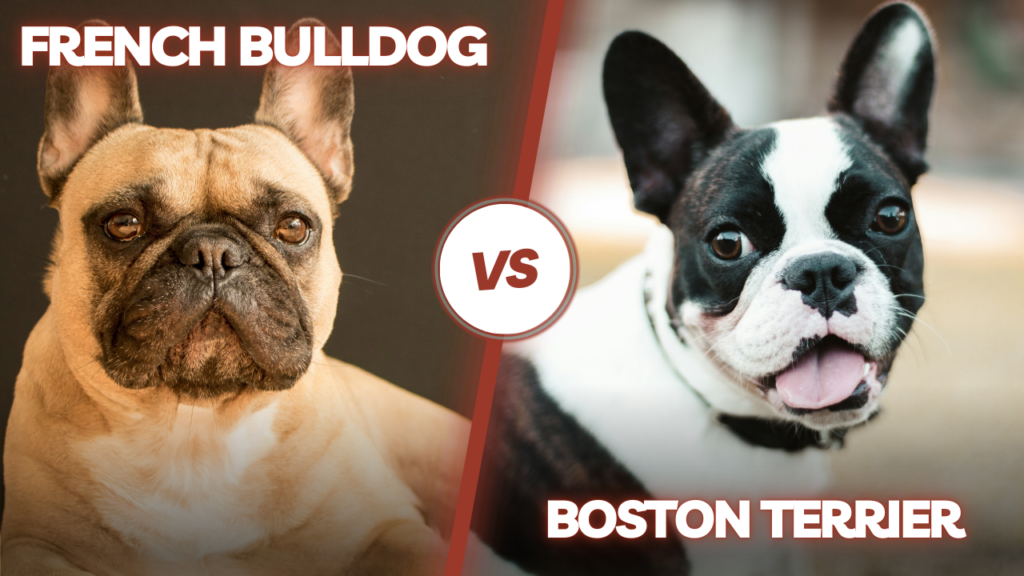 differences between french bulldog and boston terrier