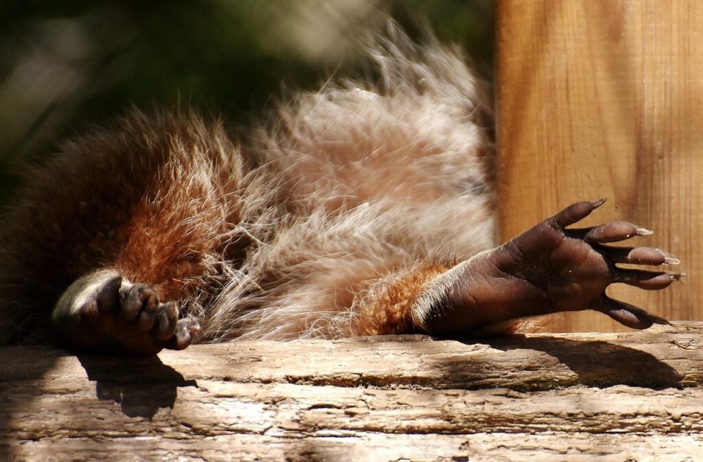 Closeup of raccoon's paws