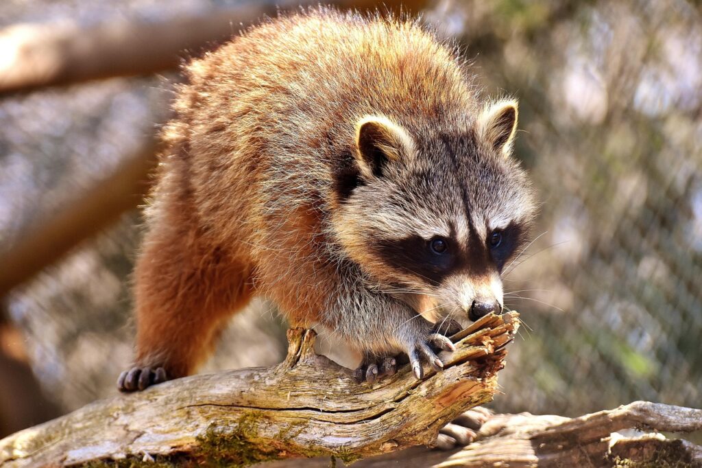 Raccoon on a dry branch