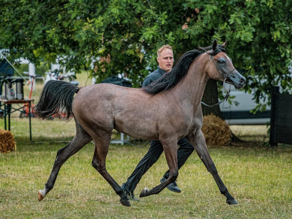 Arabian Horse