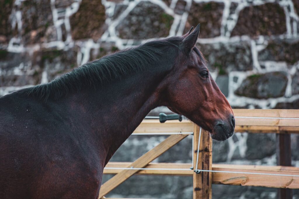 Percheron Horse