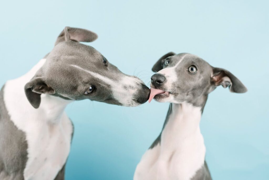Blue Coated Whippet