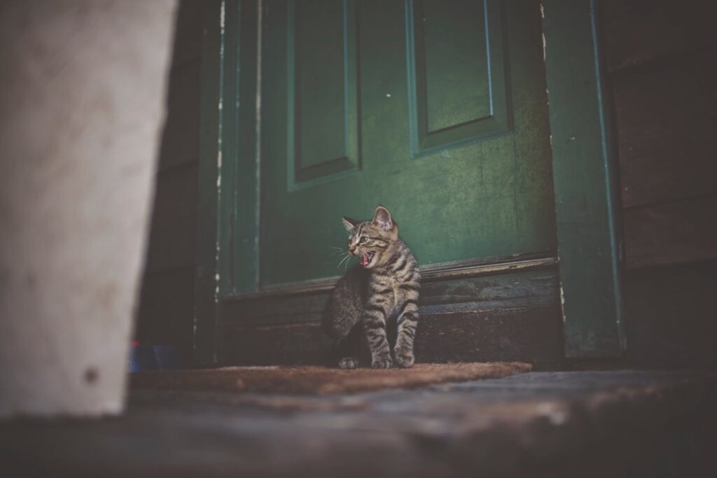 Cat near door