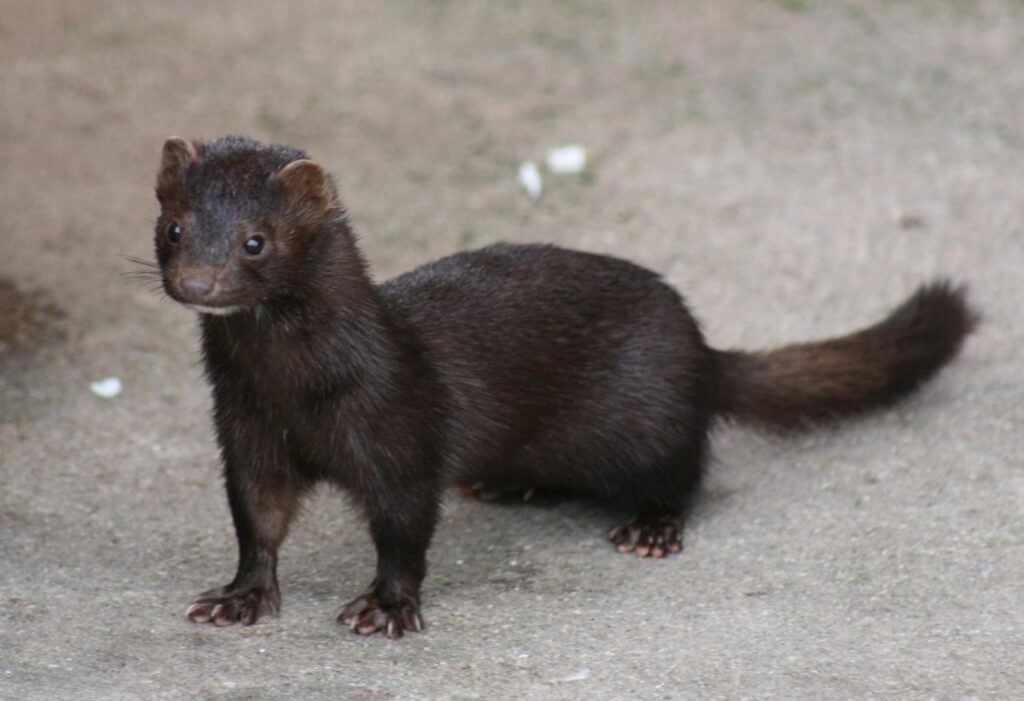 American_Mink
