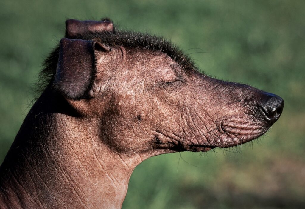 Xoloitzcuintli