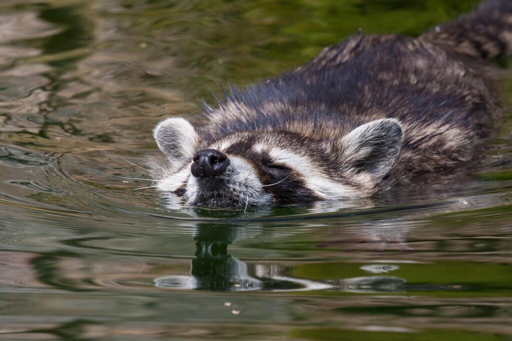 Raccoon swimming
