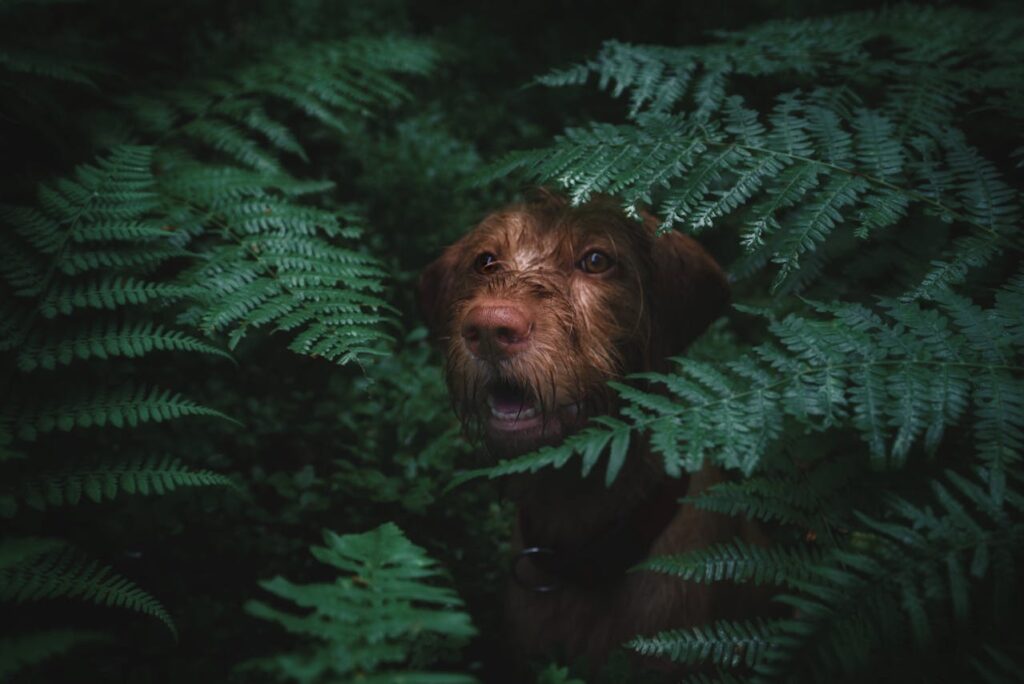 Curious Dog Peeking Through Lush Green Ferns