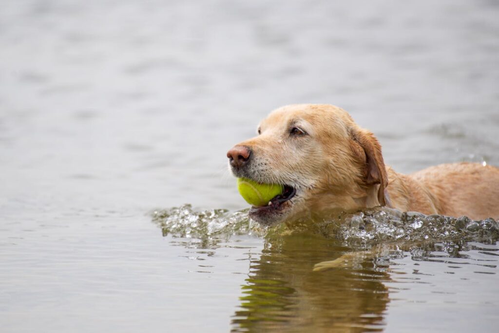 Labrador Retriever swimming with tennis ball outdoors