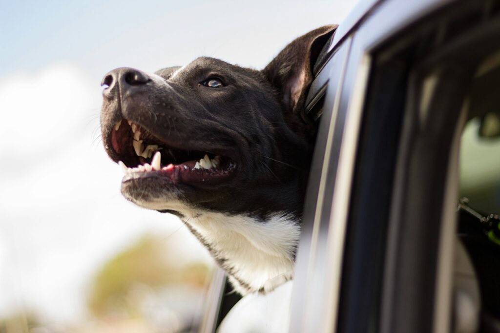 Dog traveling
