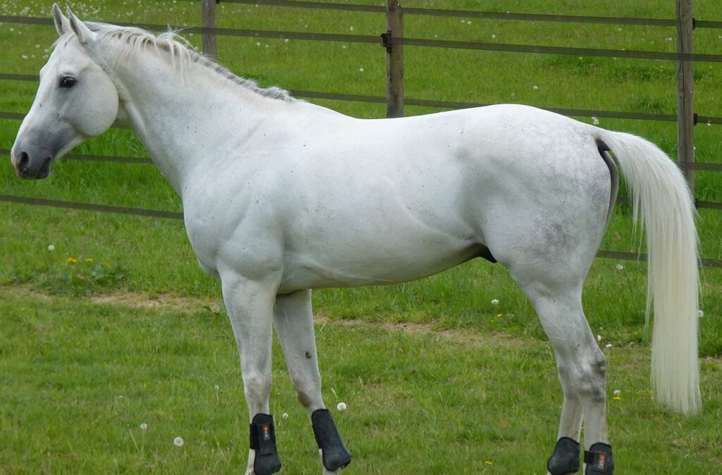 Anglo-Arabian