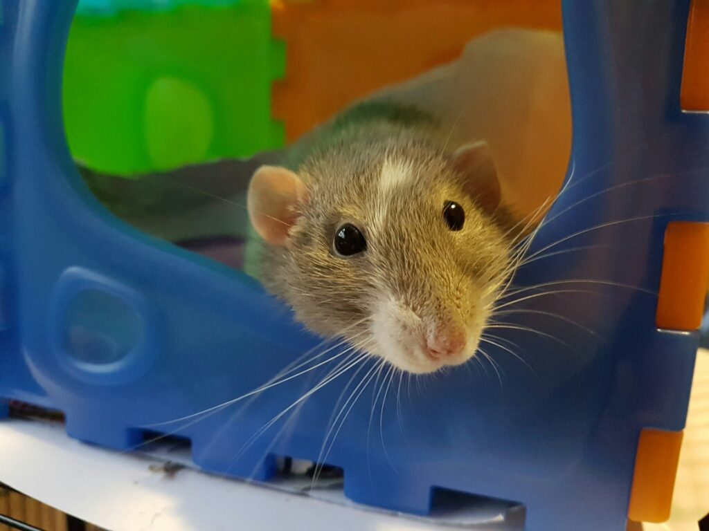 Playful rat