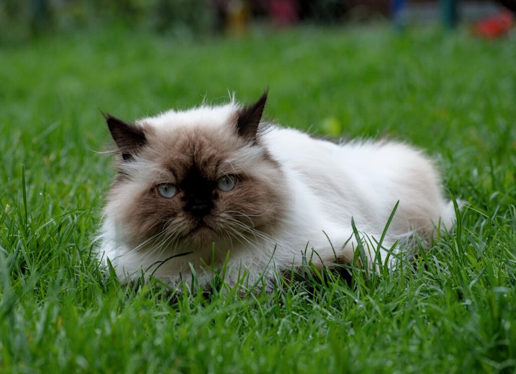 Himalayan cat