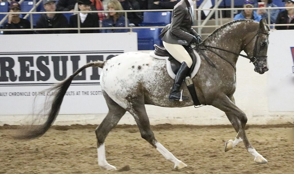 AraAppaloosa