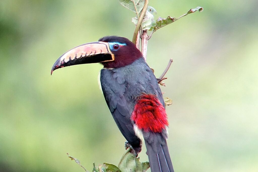 Aracari