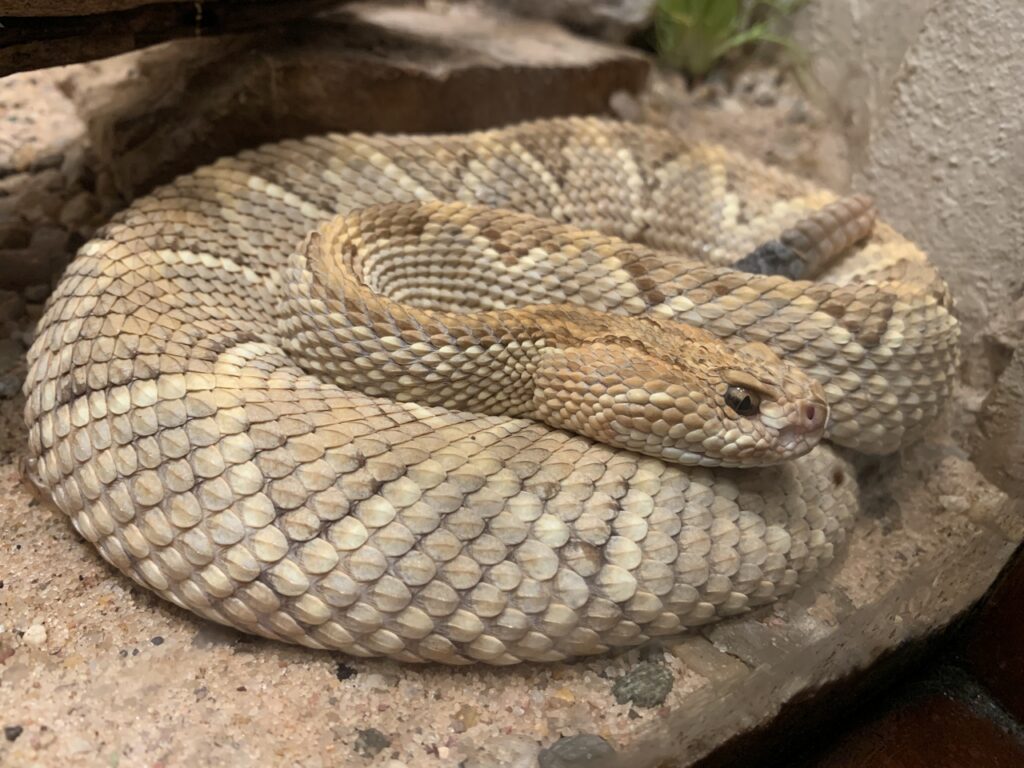 Aruba_Island_Rattlesnake