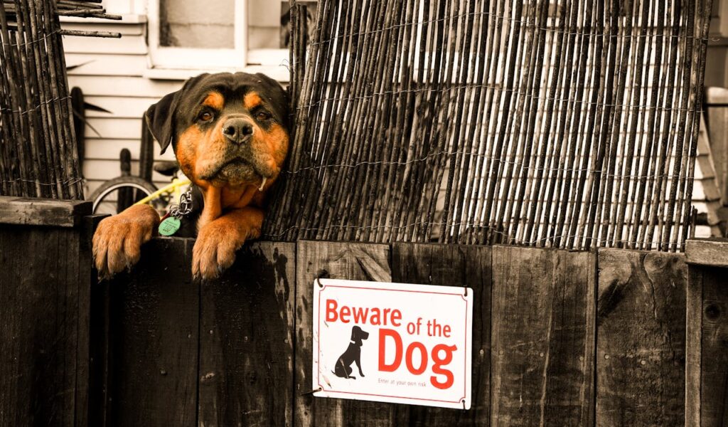 Rottweiler behind wooden fence