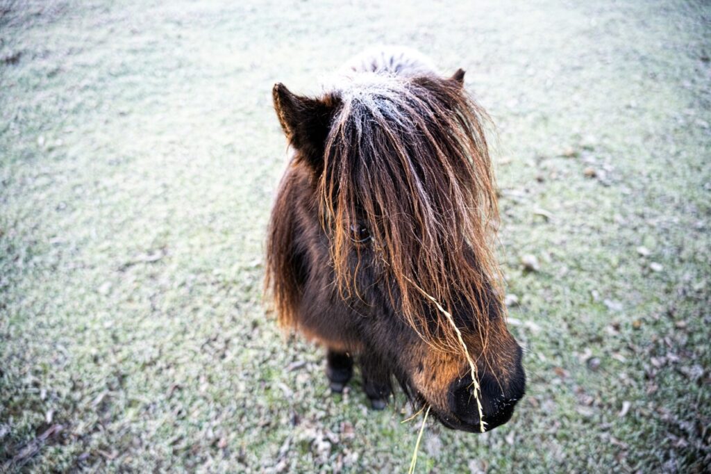 Close up of a Miniature Horse