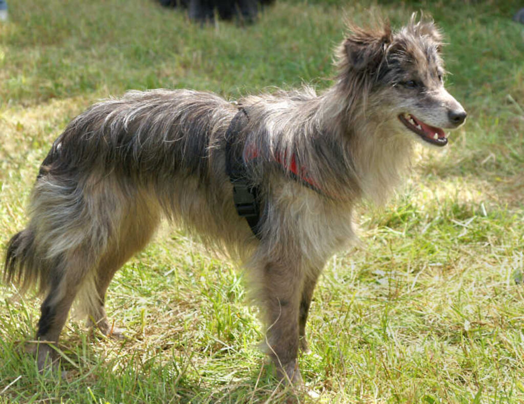 A Pyrenean Shepherd
