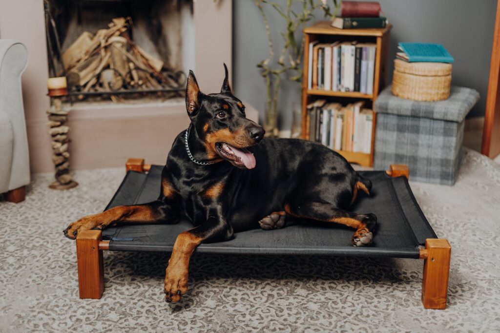 Doberman sitting