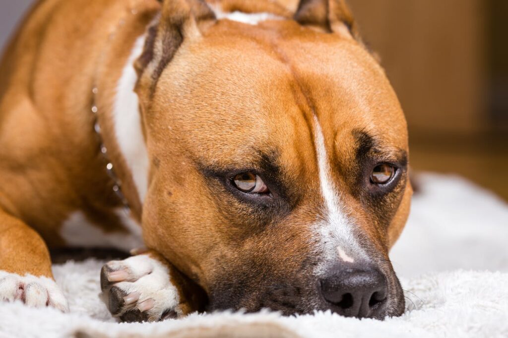 pitbull