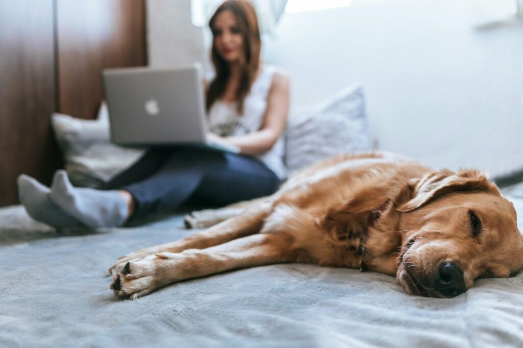 A dog sleeping on bed