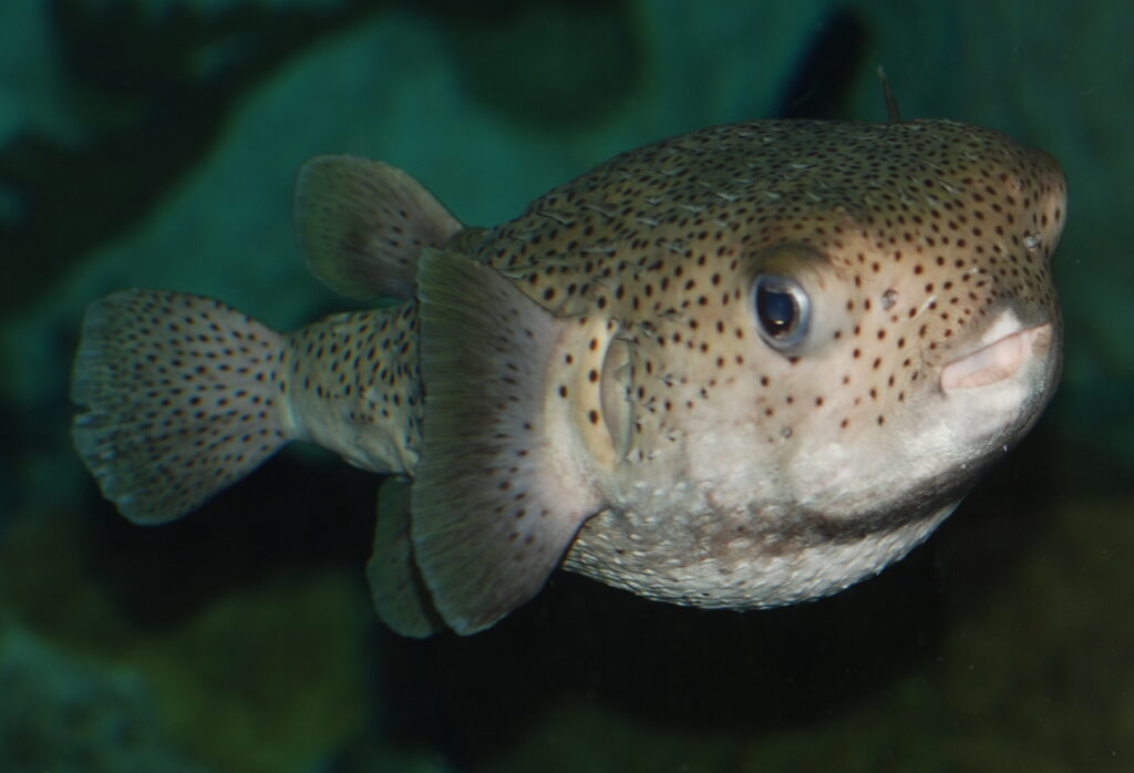 Baltimore_Aquarium_-_Puffer_Fish_-_2-2