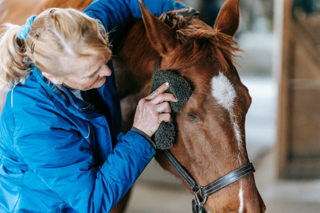 Woman cleaning horse with towel