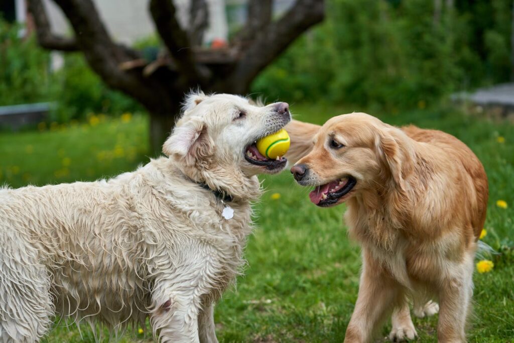 Two golden retrievers