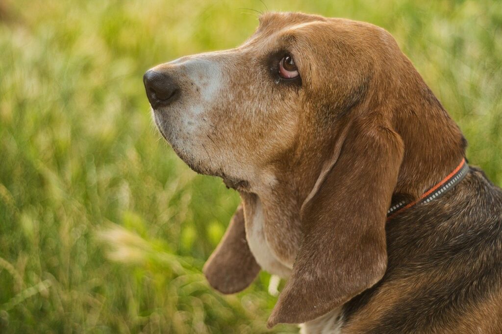 Basset Hound 2