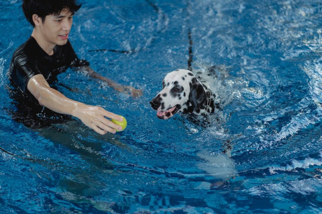 Dalmatian swimming with owner
