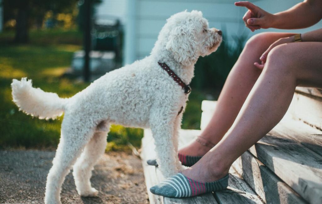 Bichon Frise standing beside a person on a wooden staircase.