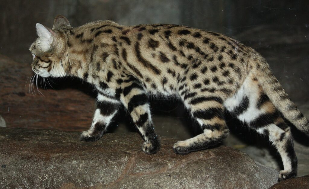 Black-Footed Cat