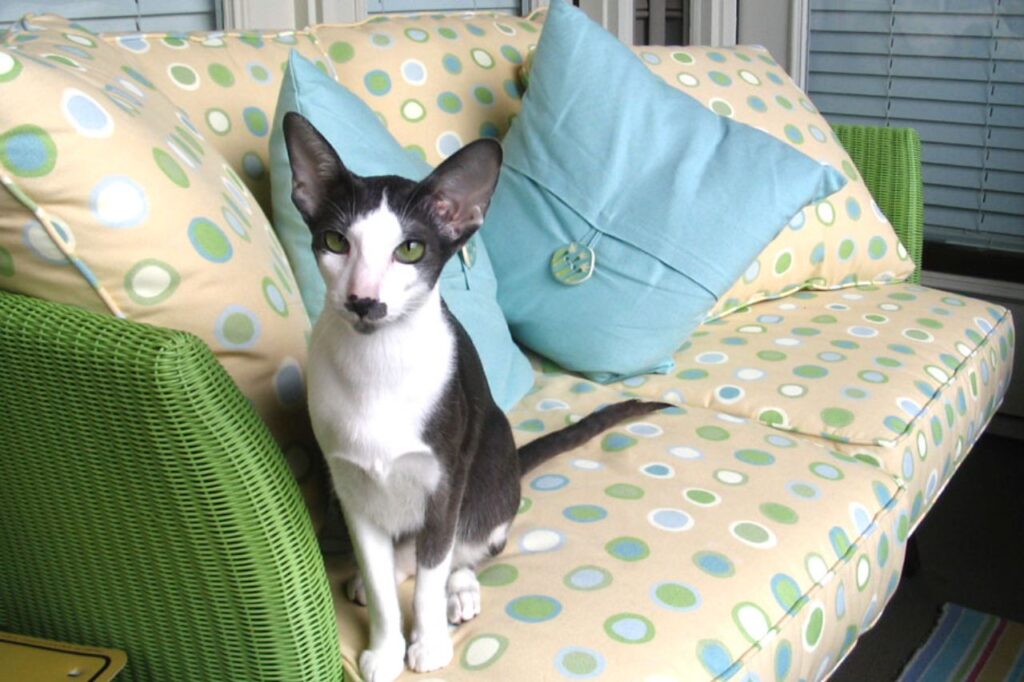 oriental shorthair on a sofa