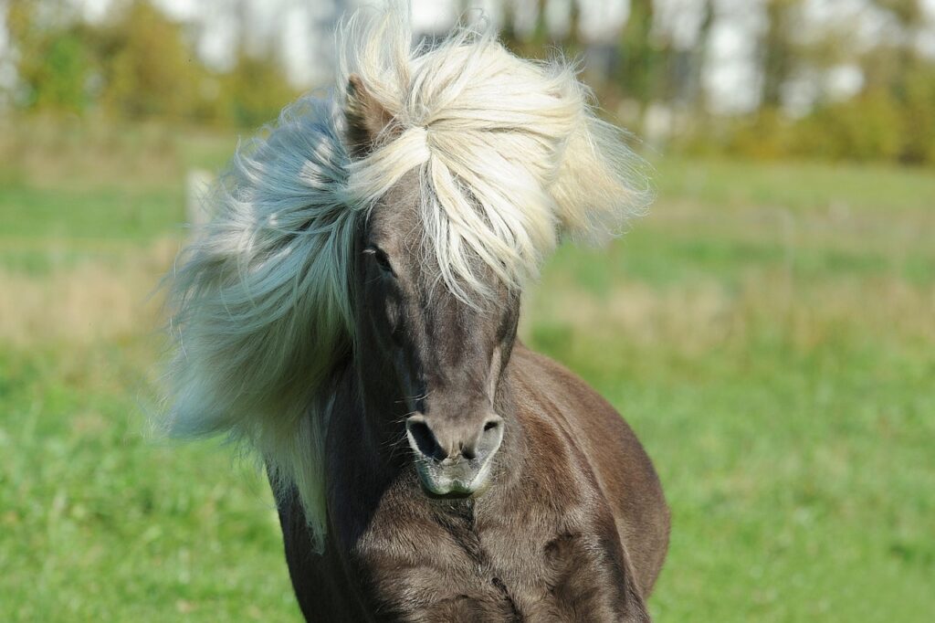 A Galloping Icelandic horse