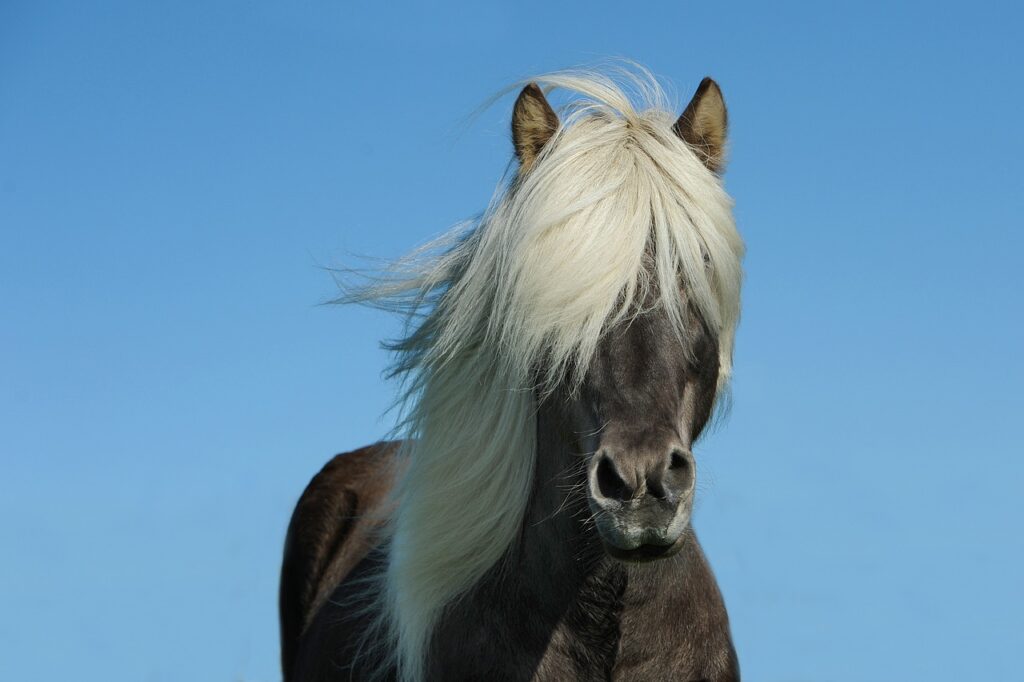 Icelandic horse with its mane