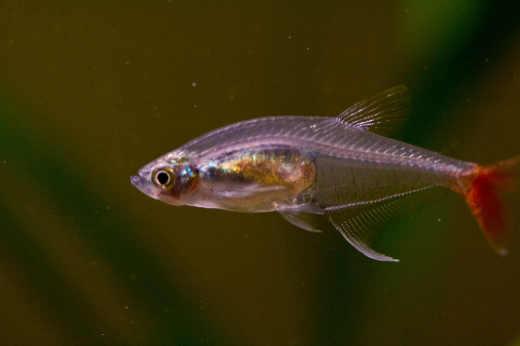 Bloodfin_Glass_Tetra-2