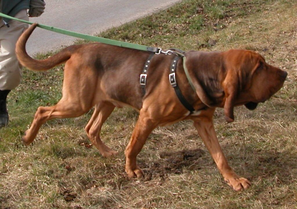 Bloodhound