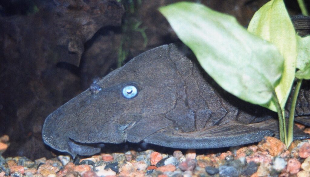 Blue-Eyed Plecostomus