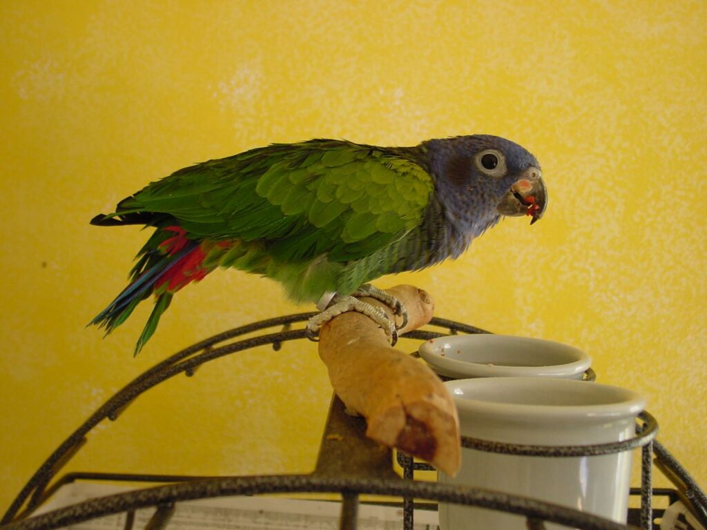 Blue Headed Parrot