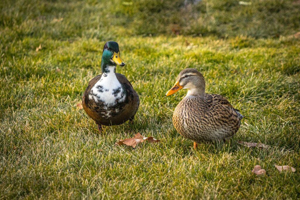 Pair of Mallard Ducks on Green Grass Lawn