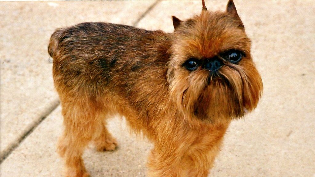 Brussels Griffon dog