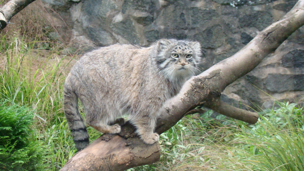 A Pallas's Cat
